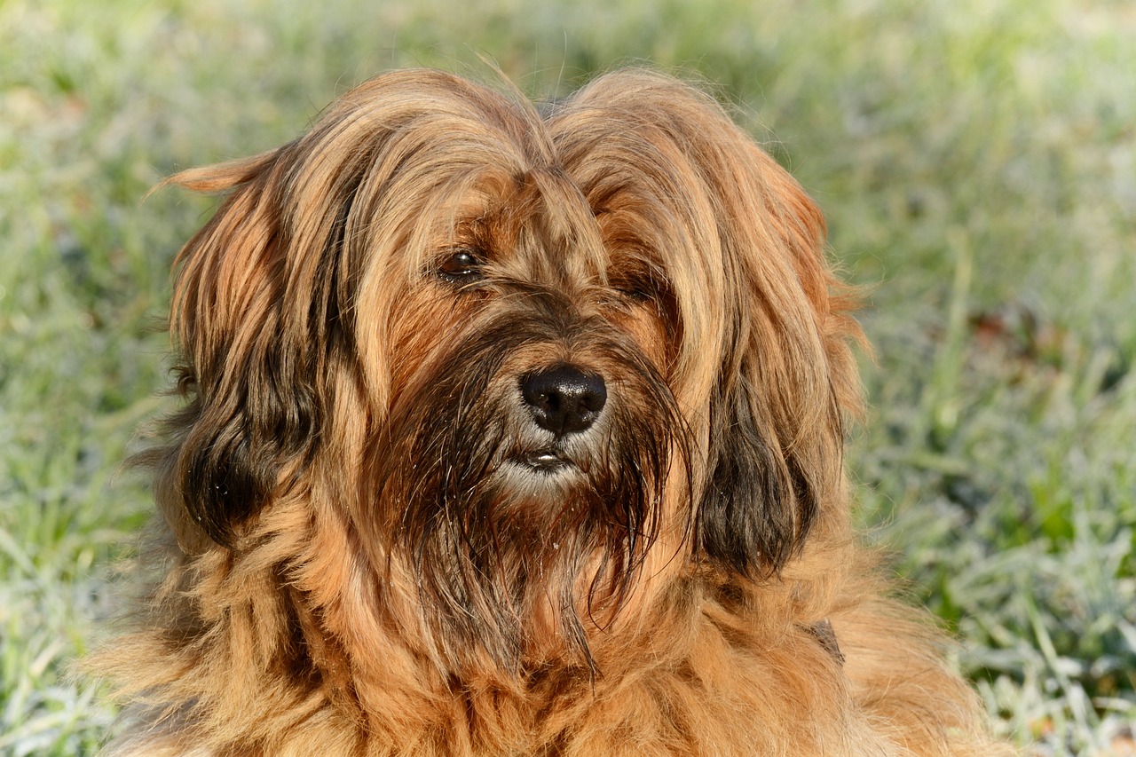 Exploring the Unique Traits of the Tenterfield Terrier